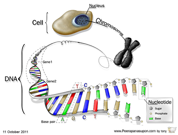 DNA-Level-for-website